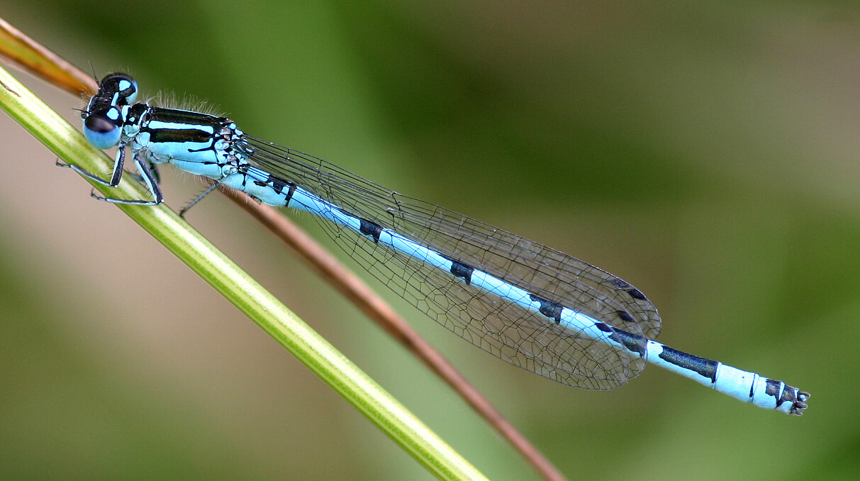 Male Southern Damselfly by Mario Finkel